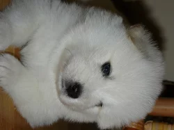 samojed štěně